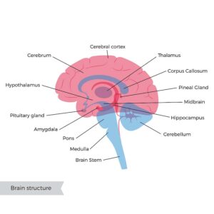 Orlando Brain Injury Lawyer